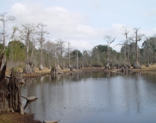 A view of the scenic cypress trees in Caryville, Florida.