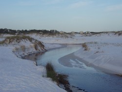 The beaches of Grayton Beach, Florida offer unusual surprises.